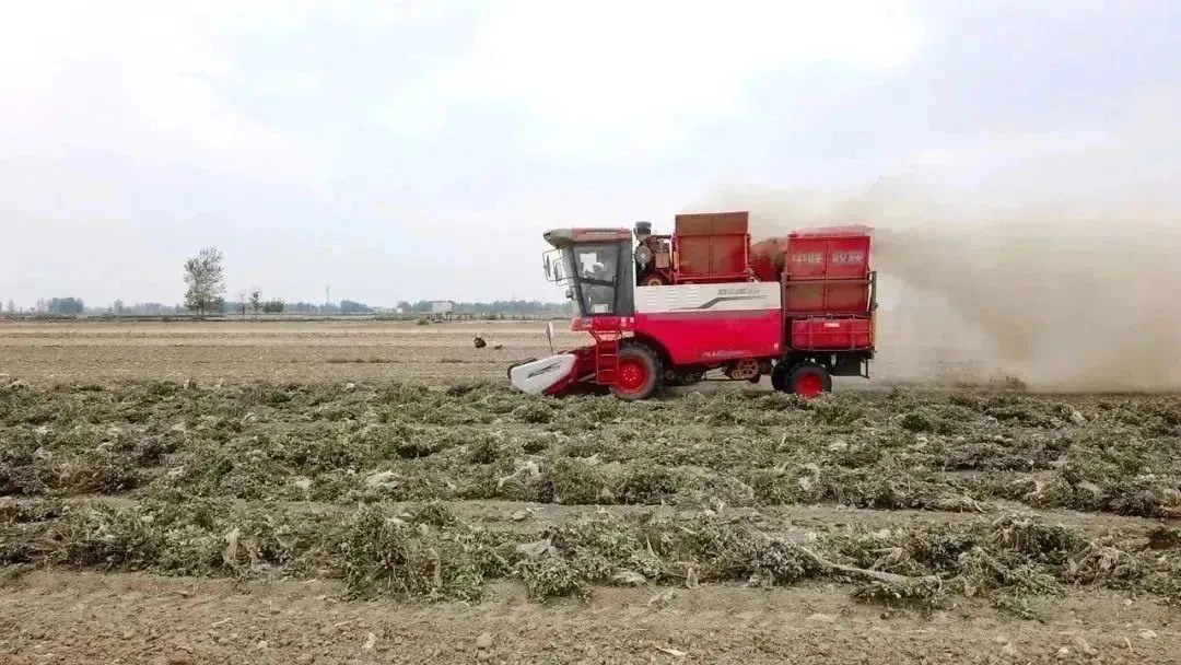 Master Dong from Zhengyang, Henan: Deeply cultivating agricultural services for ten years, only trusting Zhonglian to reap rewards